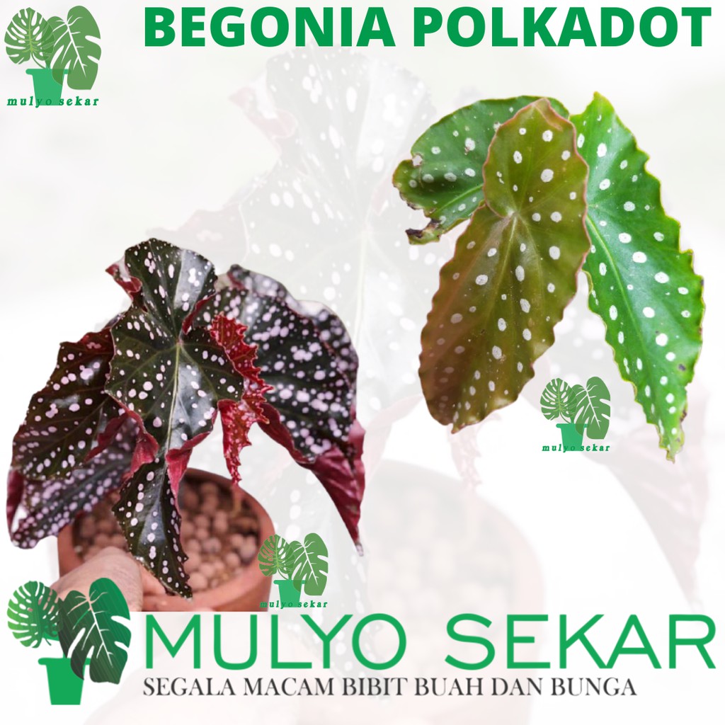 tanaman hiasa bunga Begonia Polkadot - begonia maculata wightii