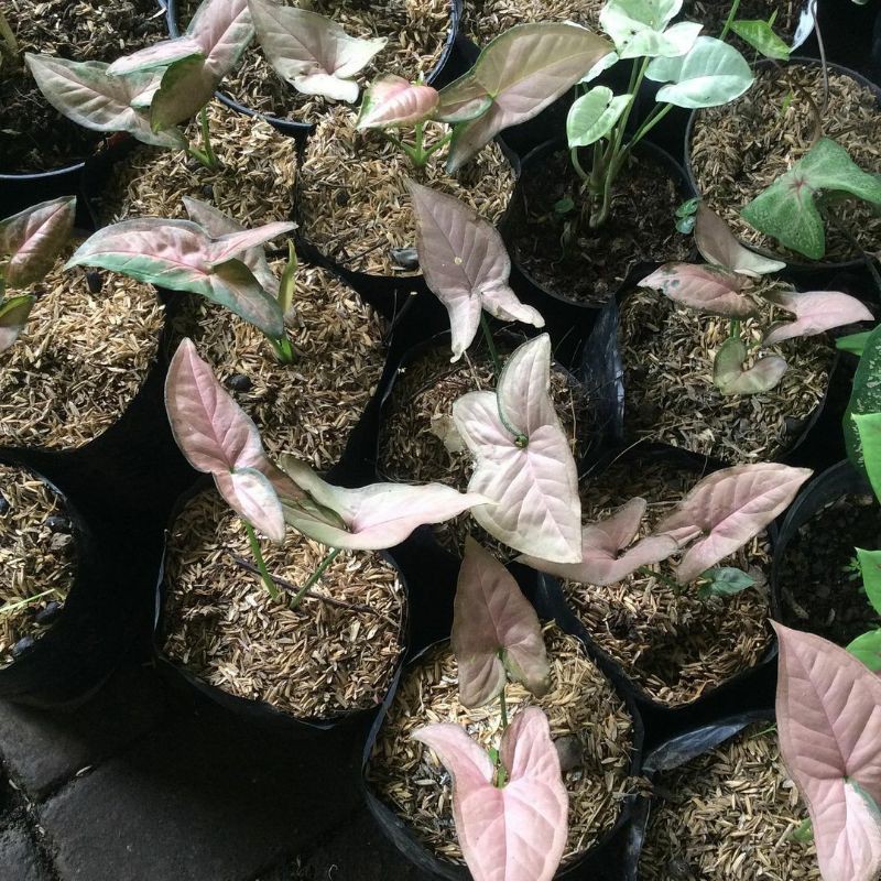 Syngonium Pink Flecked