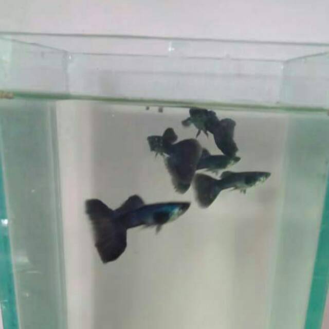 Ikan guppy black moscow