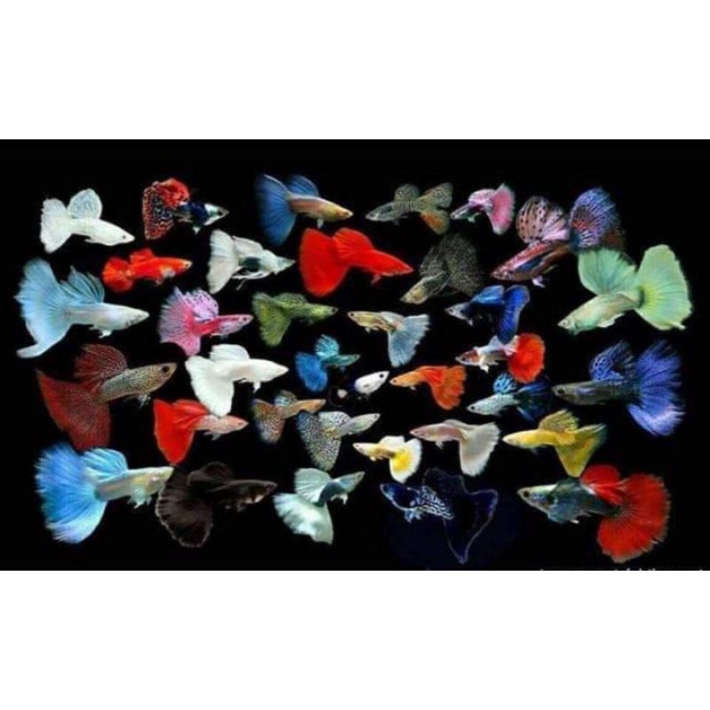 

Terlaris guppy jenis acak
