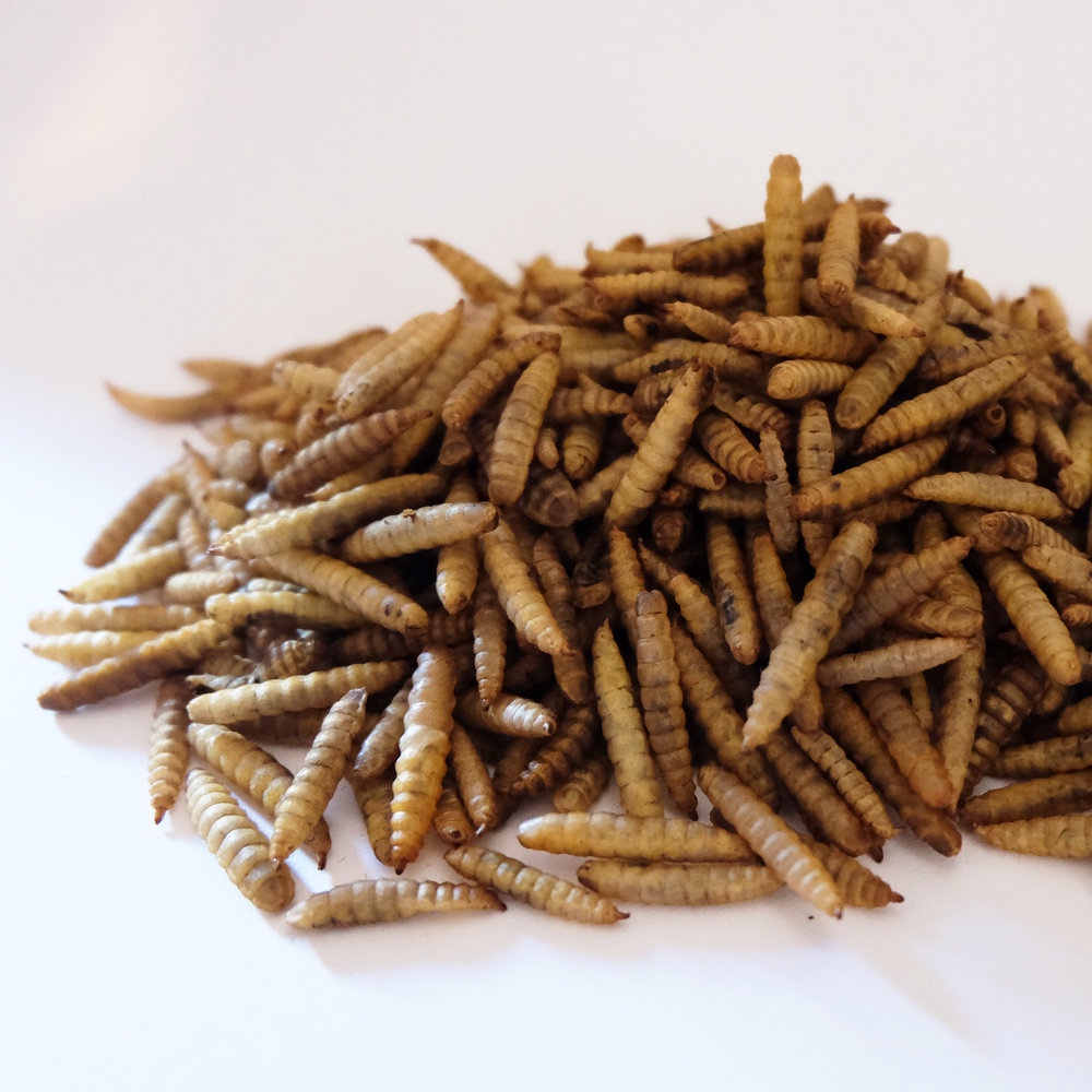 Ulat Ulet Hongkong Dried Mealworm Snack Cemilan Makanan Hamster Sugar Glider Burung Landak Mini
