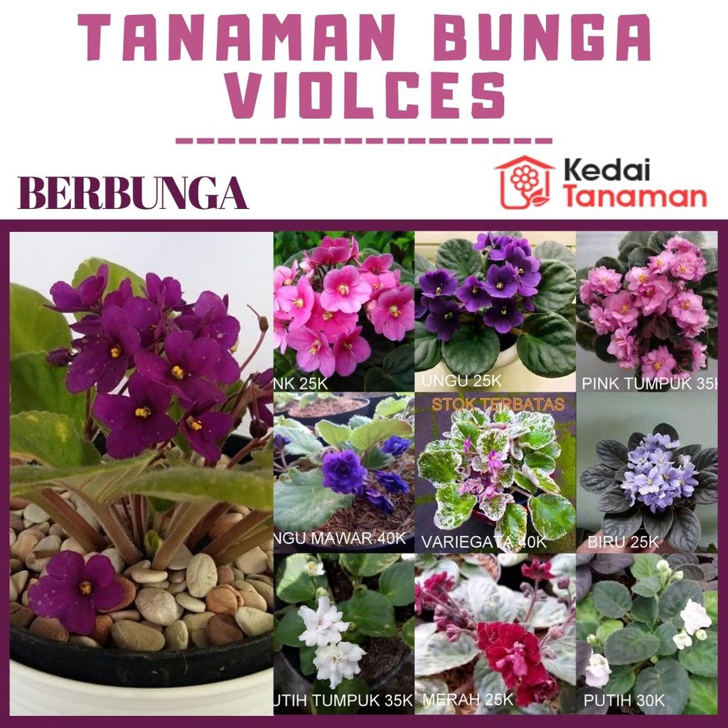 Tanaman Hias Bunga Violces - Bunga African Violet tanaman