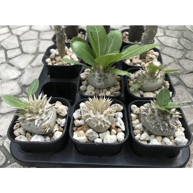 Pachypodium Brevicaule var Leucoxanthum