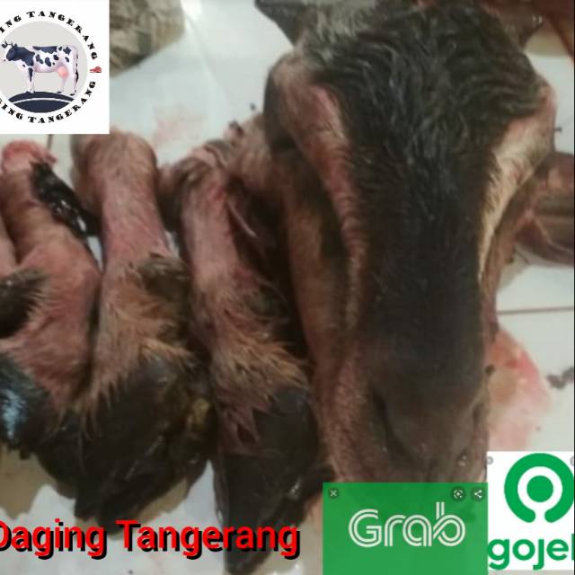 

Kepala kambing