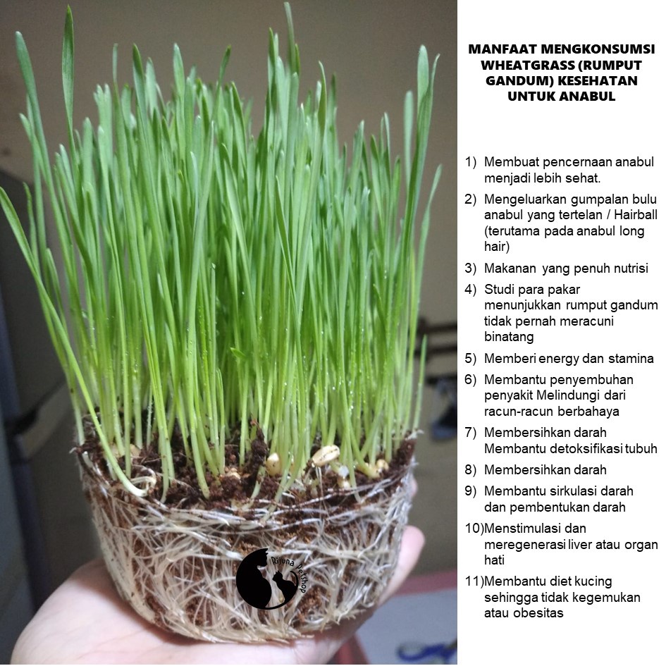 

RUMPUT KUCING/GANDUM (PAKET LENGKAP POT + MEDIA + BENIH + CARA MENANAM)