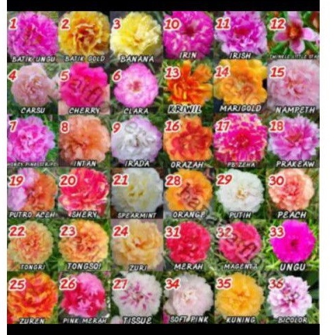 bunga krokot import dan lokal stek hidup