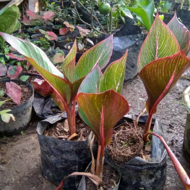 TANAMAN PISANG BUGIS