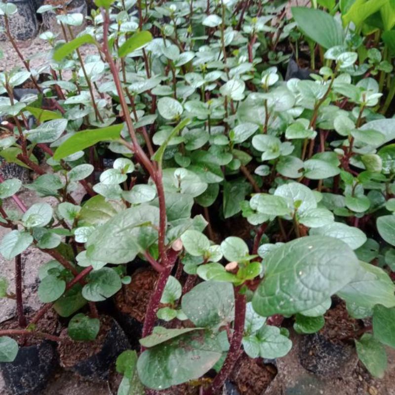 Tanaman Gantung Herbal/Hias Binahong Asli Daun Rimbun Dalam Pot Gantung 100% ORIGINAL Sesuai Foto *R