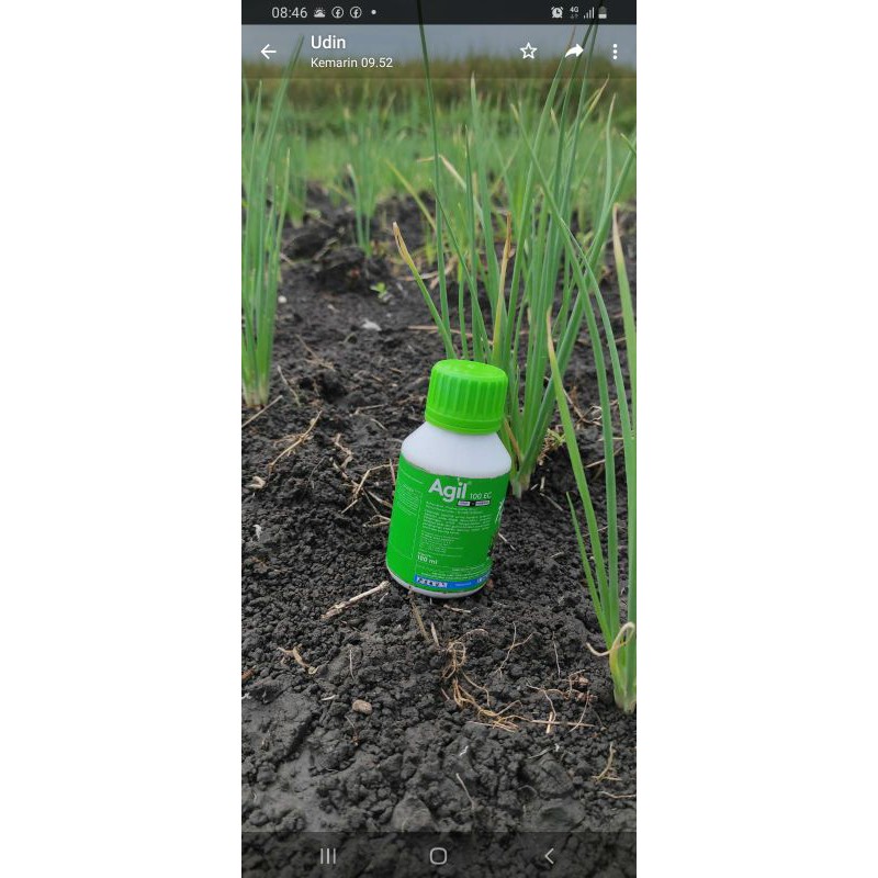 HERBISIDA AGIL 100 EC (250 ML) HERBISIDA terbaik untuk bawang merah