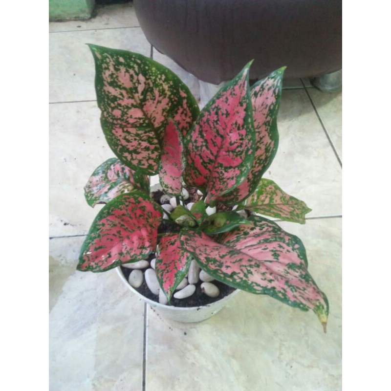 tanaman hias aglonema dut anjamani-aglaonema dut anjamani-pohon aglonema dut anjamani-dut anjamani