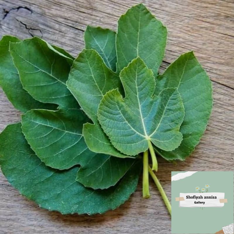 

DAUN TIN SEGAR FRESH