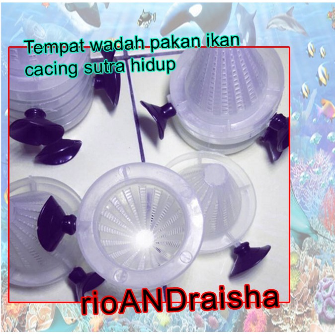 Tempat wadah pakan ikan cacing sutra hidup