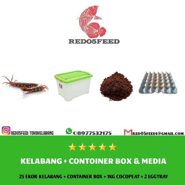 Kelabang Hidup + Container Box & Media