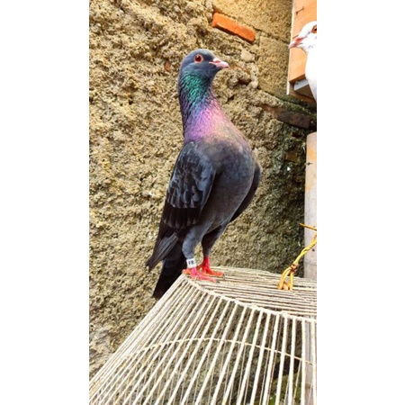 BURUNG MERPATI JANTAN PLAYER BAHAN KOLONGAN