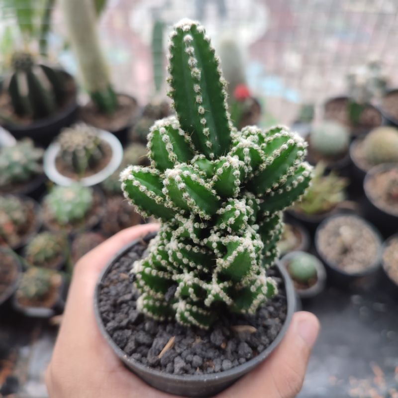 Kaktus candi/Fairy castle/Acanthocereus tetragonus/Kaktus ownroot murah