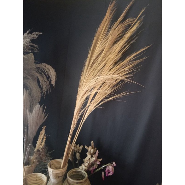(10) batang pampas rayung lokal / bunga kering / bunga dekorasi