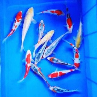 IKAN HIAS KOI CANTIK BLITAR IKAN HIAS AIR TAWAR