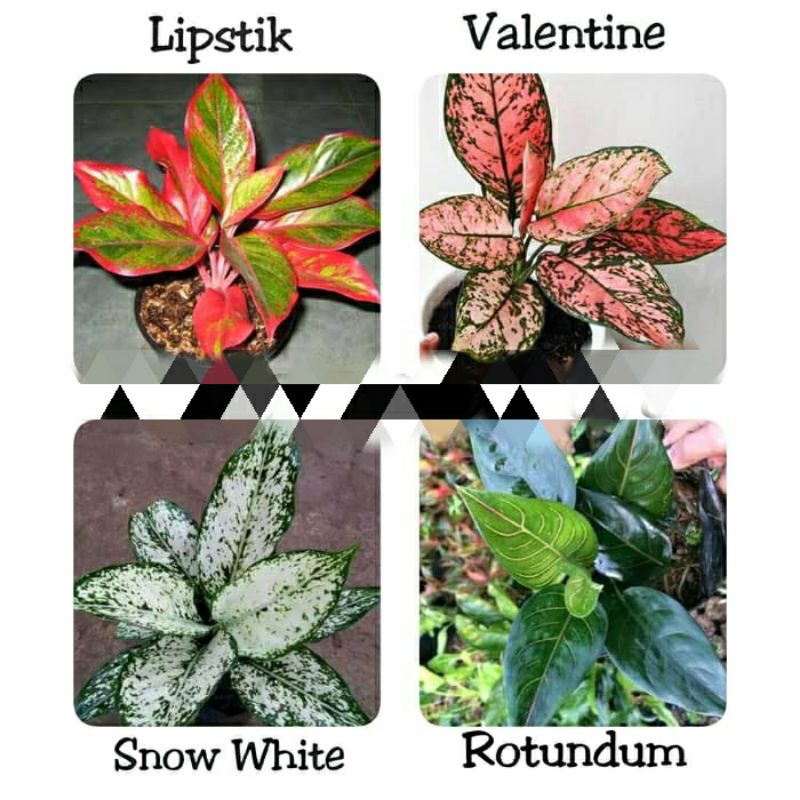 Paket 4 Aglonema#Lipstik#Valentine#Snowwhite#Rotundum tiger