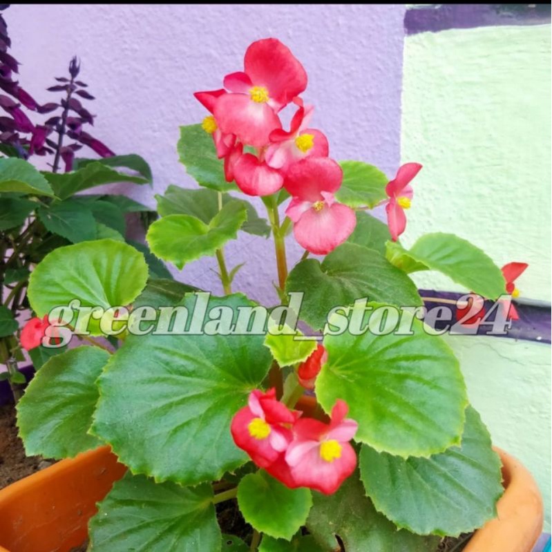Tanaman hias begonia bunga merah - tanaman begonia - begonia bunga - bugenia hijau bunga merah
