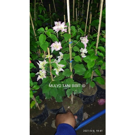Bibit tanaman bunga hias bugenvil - bougenvill import hawai cherry blossom putih