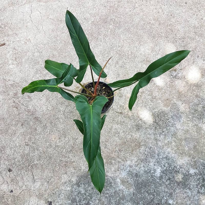 tanaman hias - tanaman philodendron mexicanum - philodendron mexicanum