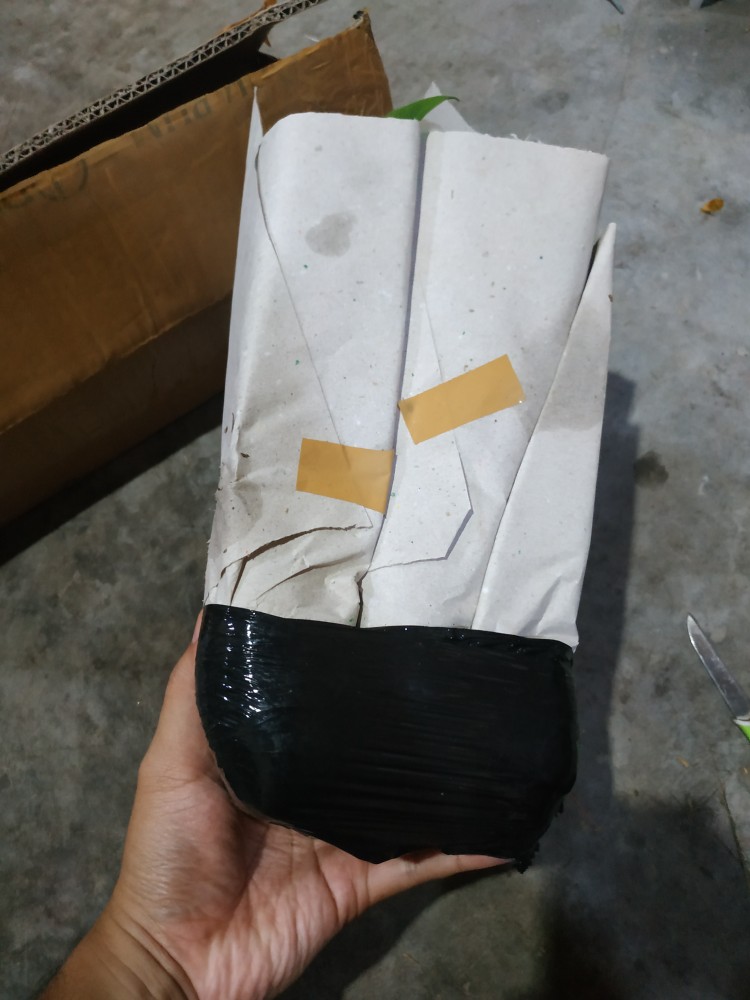 Benih /bibitan Tanaman Hias Philodendron Dragon