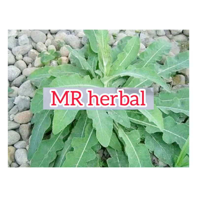 

Daun tempuyung segar 500 gram batu ginjal