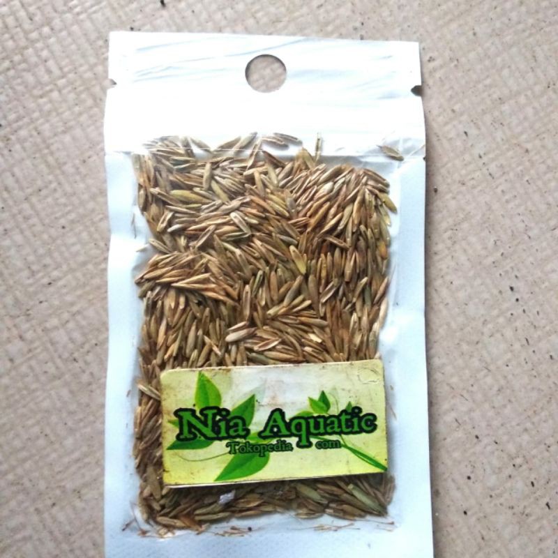 CARPET SEED HAIR GRAS SMALL