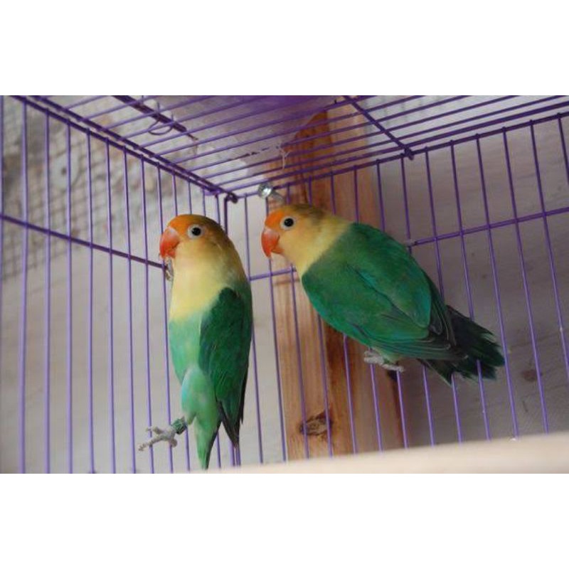 LOVEBIRD KHUSUS WARNA PARBLUE (HIDUP)
