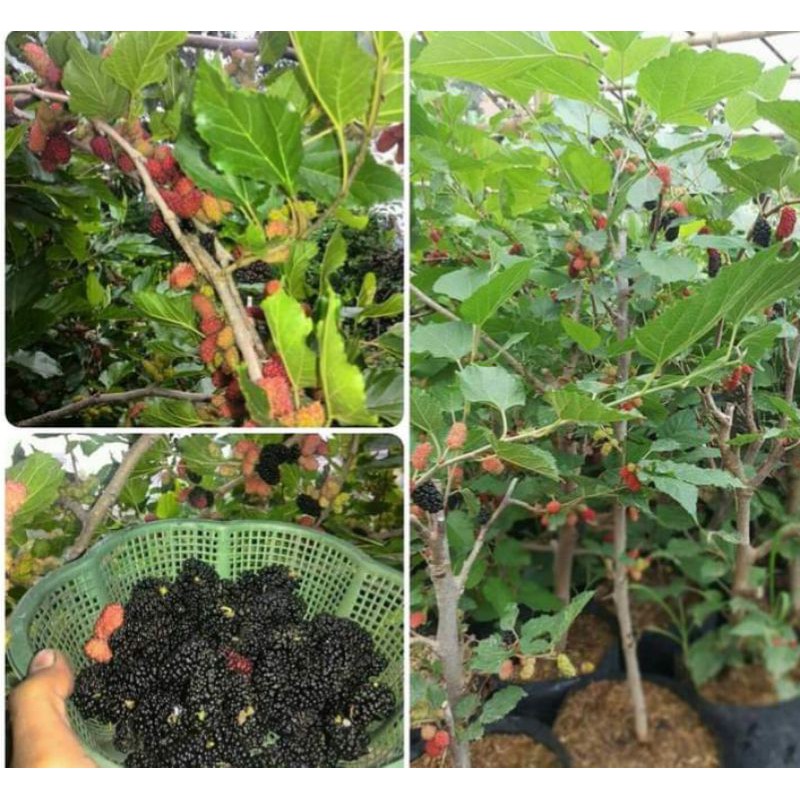 BIBIT TANAMAN MURBEI JUMBO