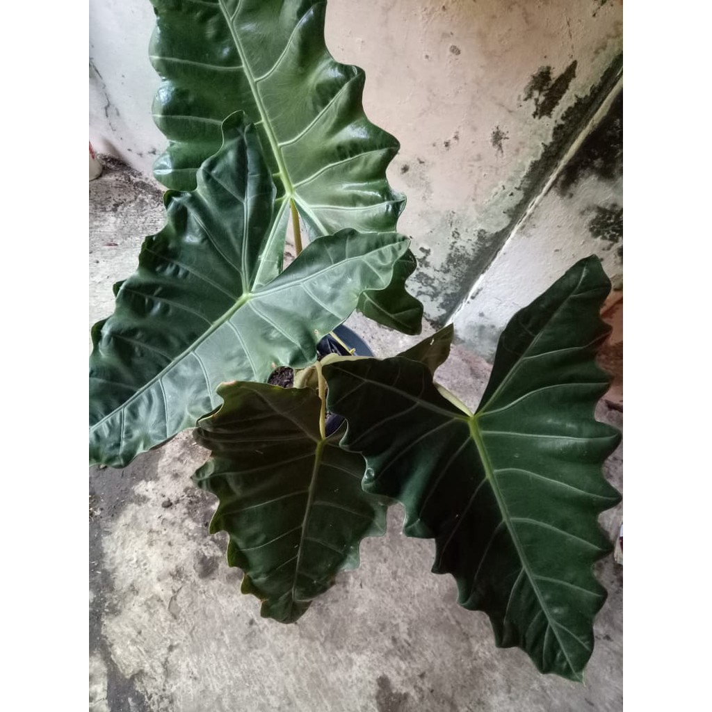 Tanaman hias alocasia caladium, keladi pseudosanderiana/keladi amazon lokal borneo, bibit 2-4 daun