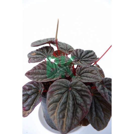 Peperomia caperata merah / Paperomia red luna - BAKUL KEMBANG