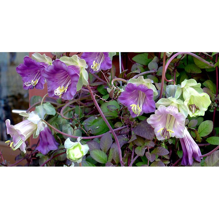 Benih Bibit Biji - Cobaea Scandens Cav. Cup and Saucer Vine Bunga Lonceng Katedral Seeds - IMPORT