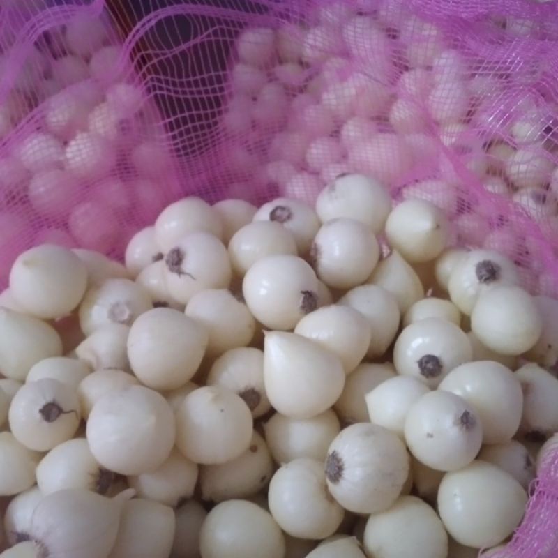 bawang putih tunggal kupas  1kg