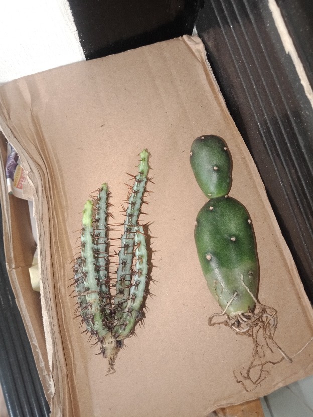 Sukulen Dan Kaktus Mini (euphorbia Aeruginosa)