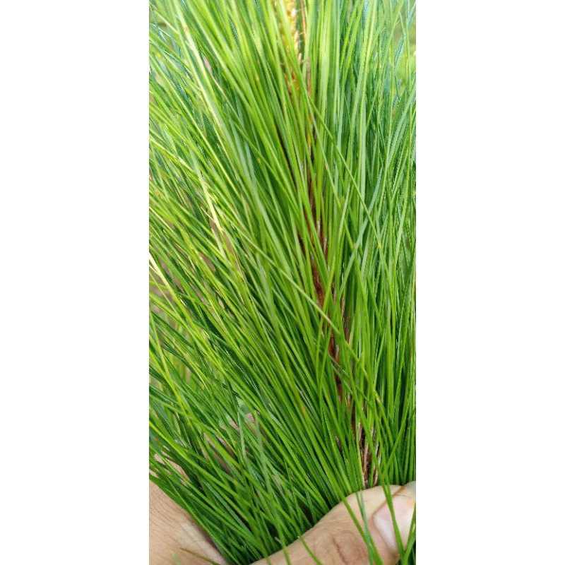 

promo jual daun pinus 500 grm