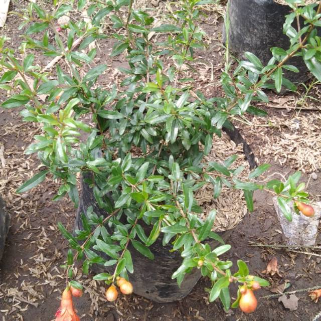 Bibit Delima merah jumbo