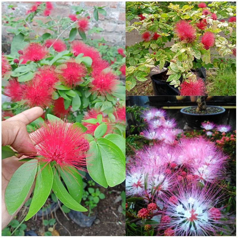 paket hemat bunga (Kaliandra Lusiana, Kaliandra Lusiana variegata, Kaliandra sulimaraja)