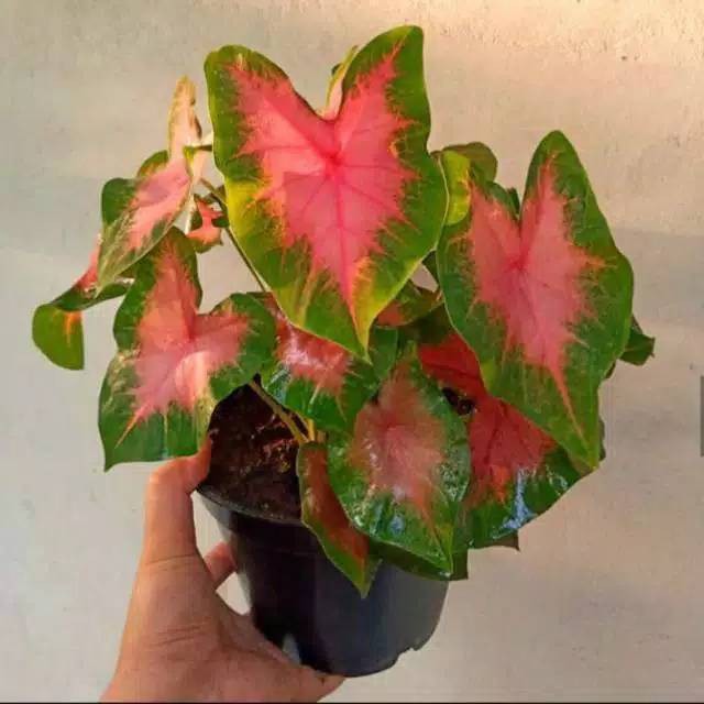 Tanaman hias keladi pink - hiasan taman - tanaman keladi pink - keladi pink - keladi