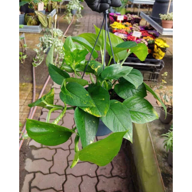 TANAMAN HIDUP RAMBAT/GANTUNG SIRIH GADING