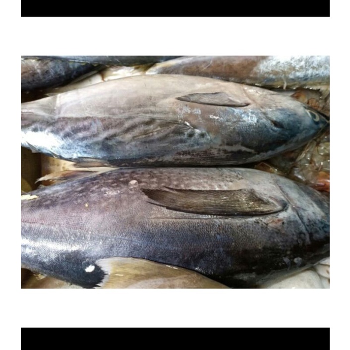 

ikan tongkol / 500gram
