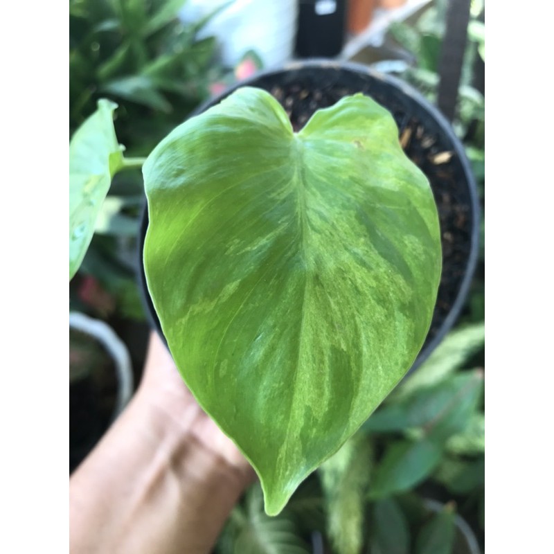 homalomena rubescens variegata