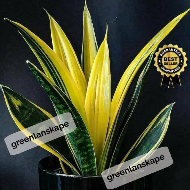 Sansevieria Gold Flame/ Sansivera Gold Flame