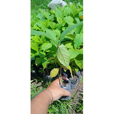 Bibit pohon Jati unggul