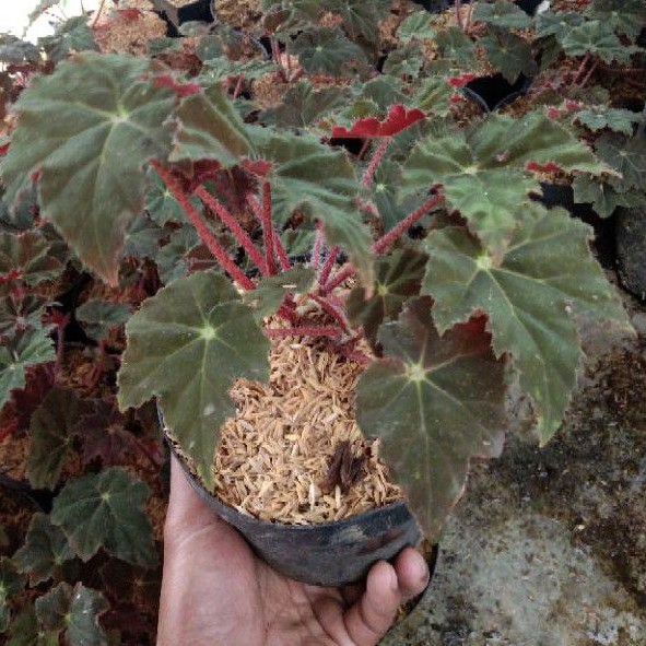Tanaman Hias Begonia Red Velvet/Tanaman Hias Begonia Velvet