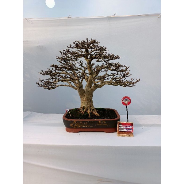 bonsai anting putri medium kontes bukan kimeng santigi Sancang mame lohansung dll