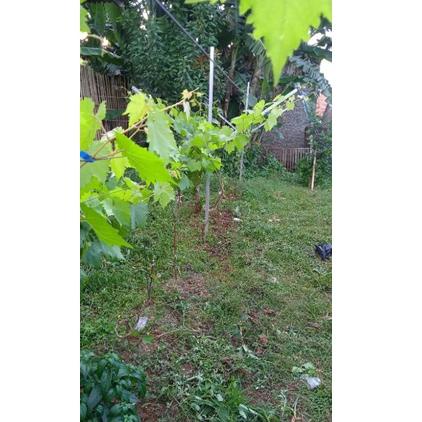 Rambatan anggur / kabel rambatan anggur 1kg 09ENW5375