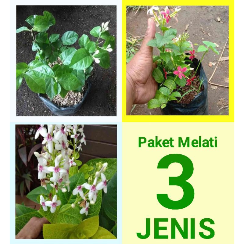 Bunga Melati 3 Jenis - Tanaman Hias Melati Hidup Paket Bunga Melati