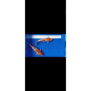 kohaku sanke ginrin 31-33cm