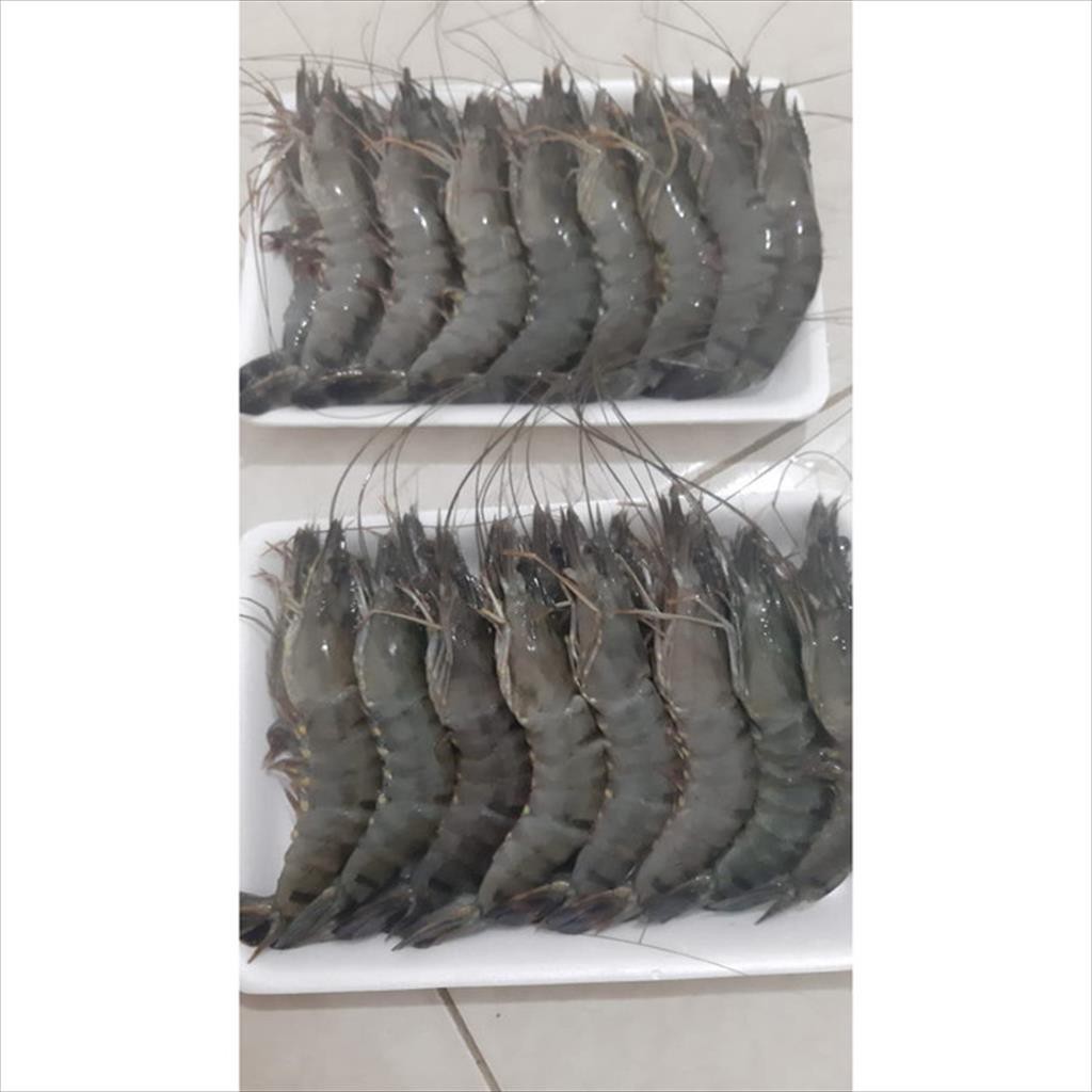 

Udang Tiger Atau Pancet 31-40 1Kg